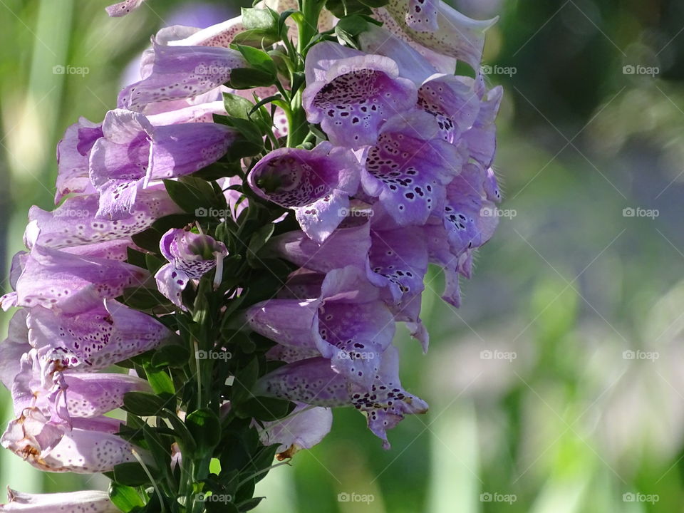 Foxlglove gleaming. foxglove in my garden