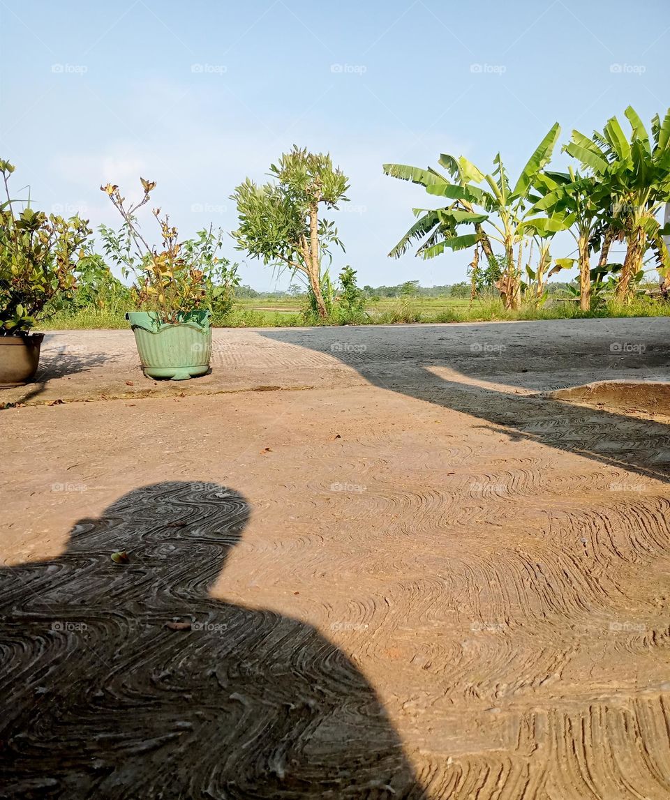 Plants in front of the house during the day