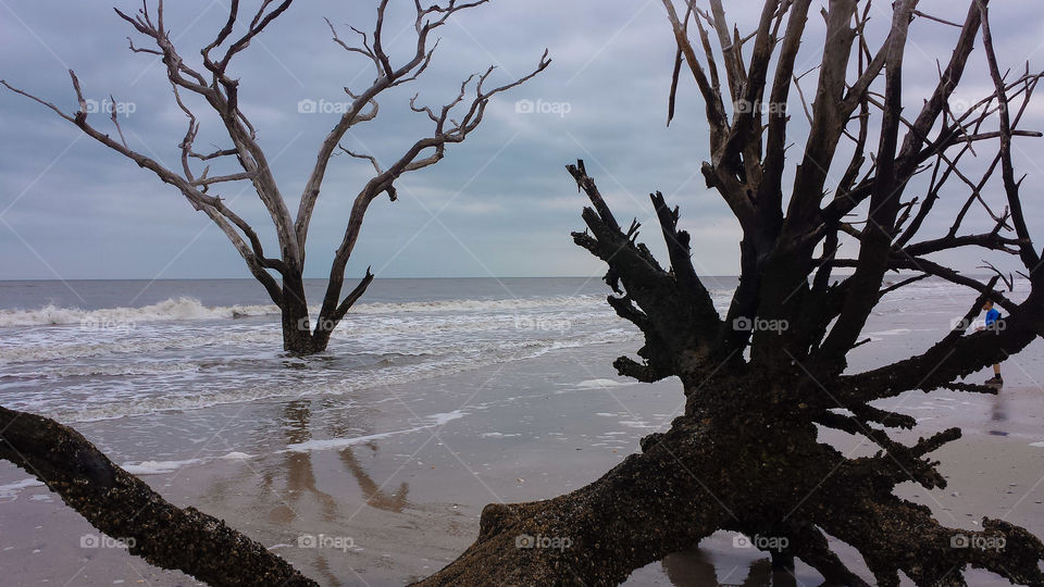 Botony Bay. A neat view through the old withered trees of the bone yard of Botany Bay.