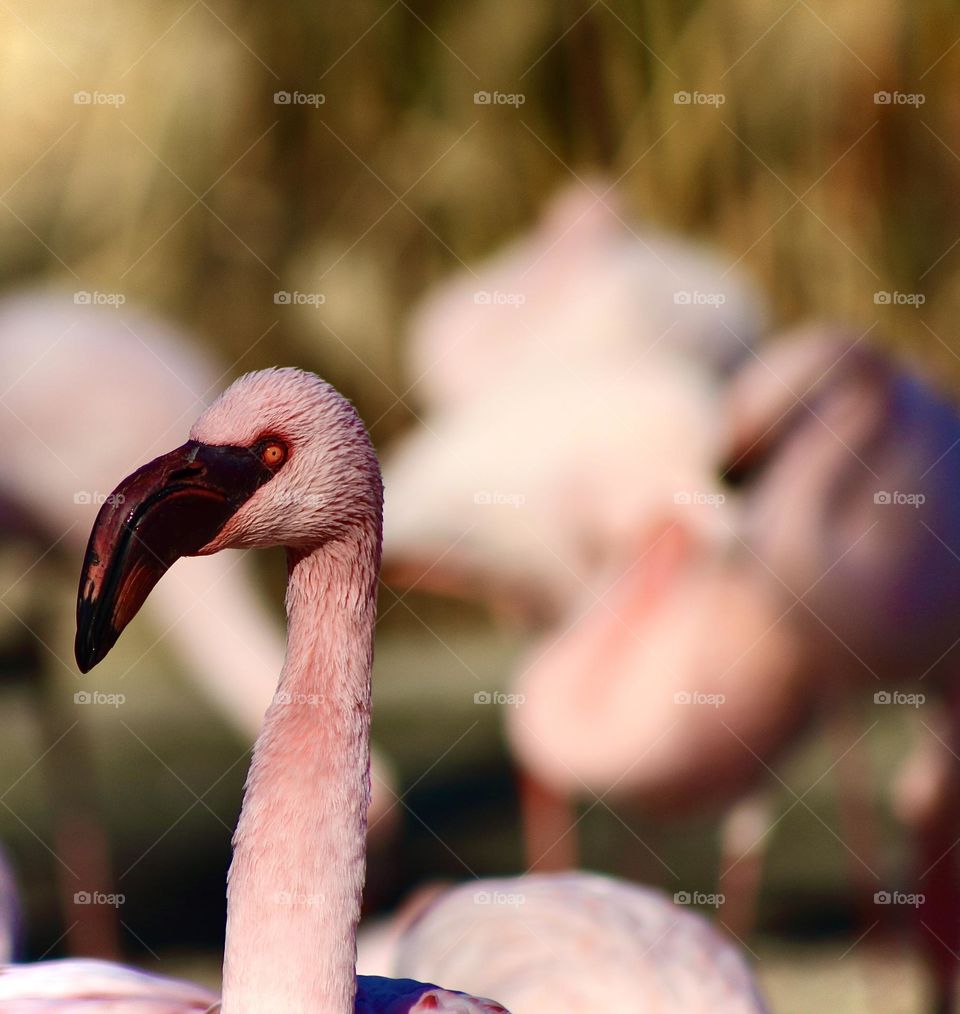 Flamingo bird 