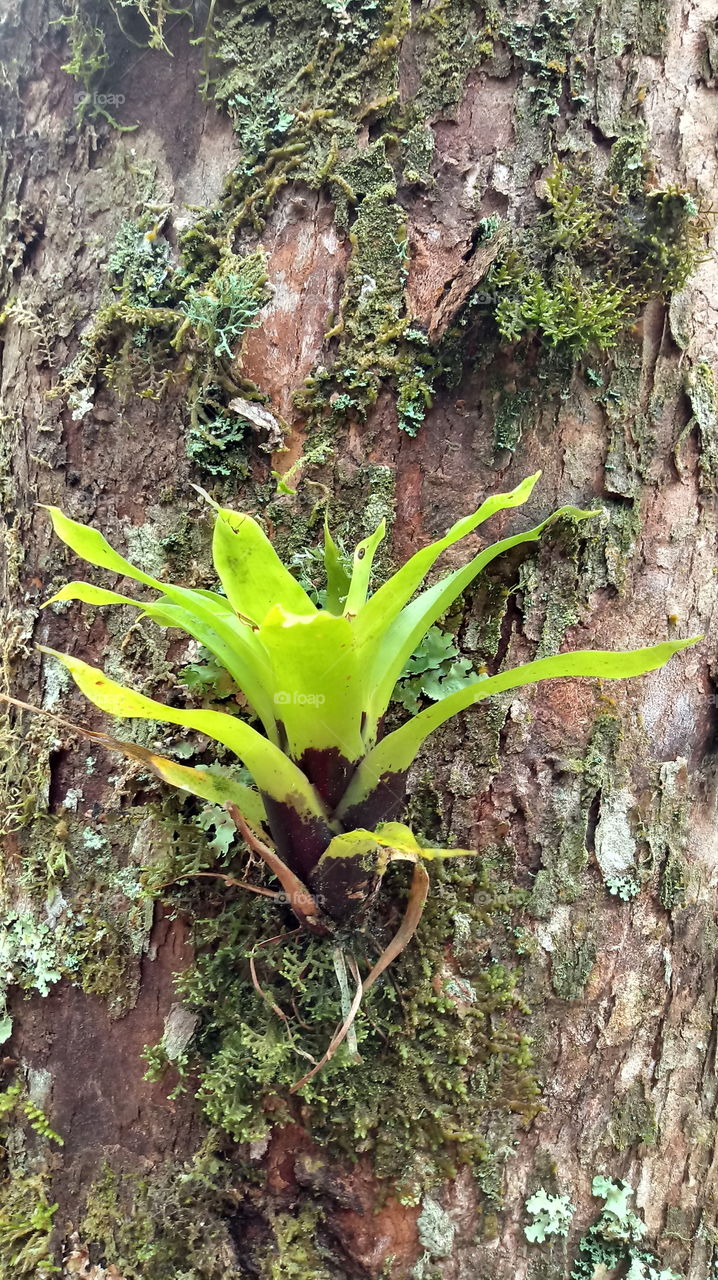 TRONCO ÁRVORE EUCALIPTO