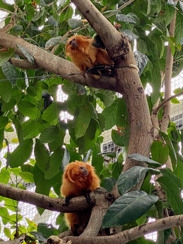 monkeys