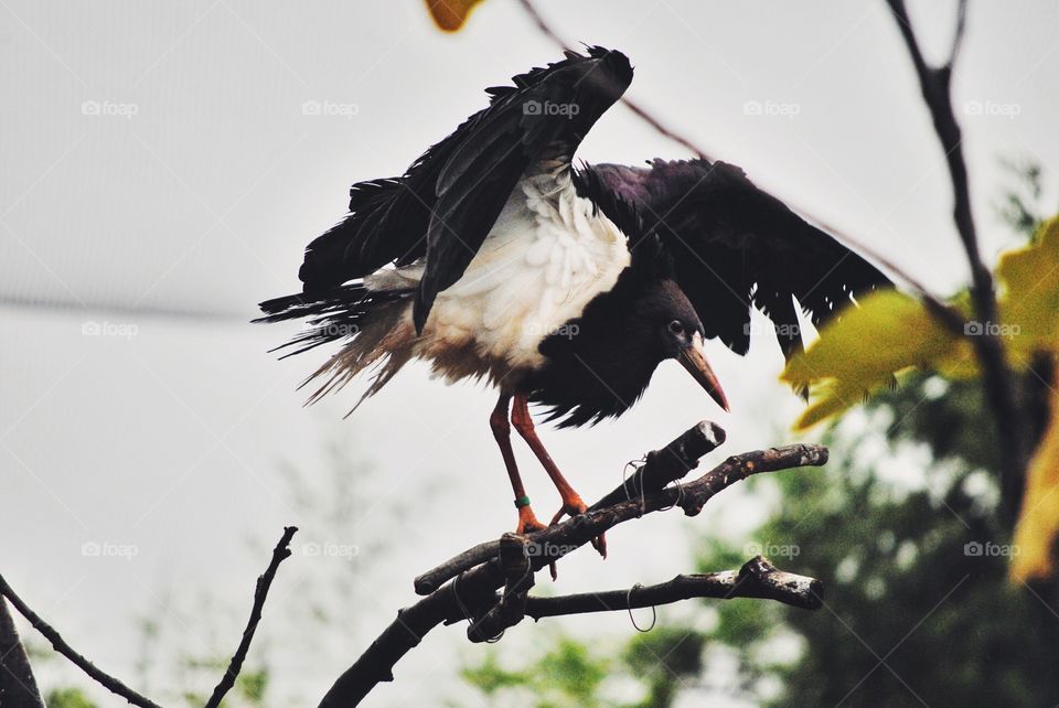 Bird, Wildlife, Animal, Nature, Flight