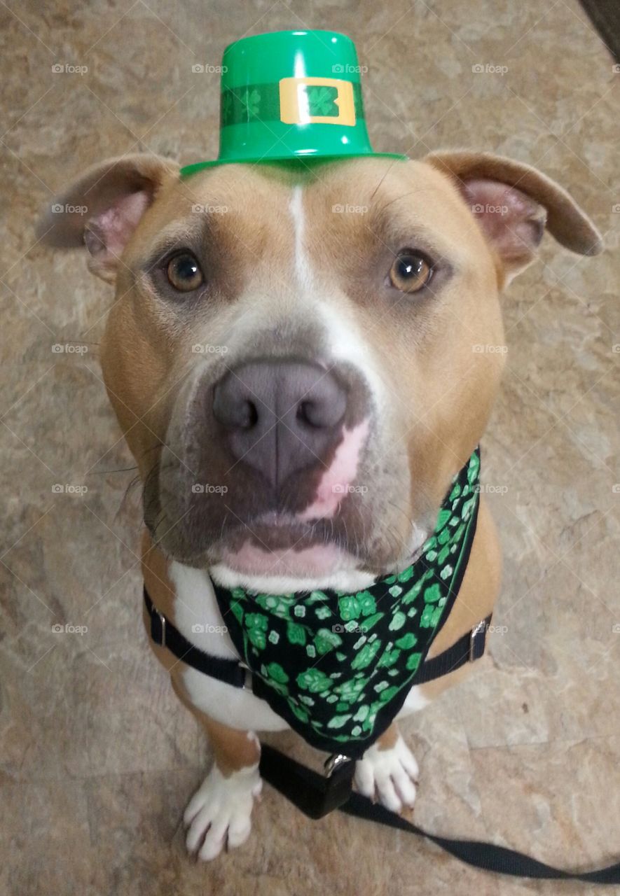 Lucky Dog. Charleston the Pitbull has since been adopted. This was his good luck outfit Santa Rosa California