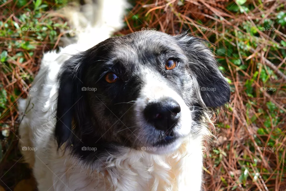 pet,  dog , nature, beautiful