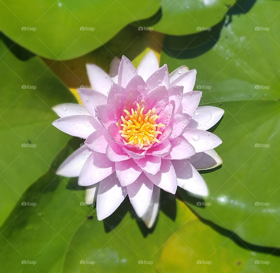 Beauty of the Pond
