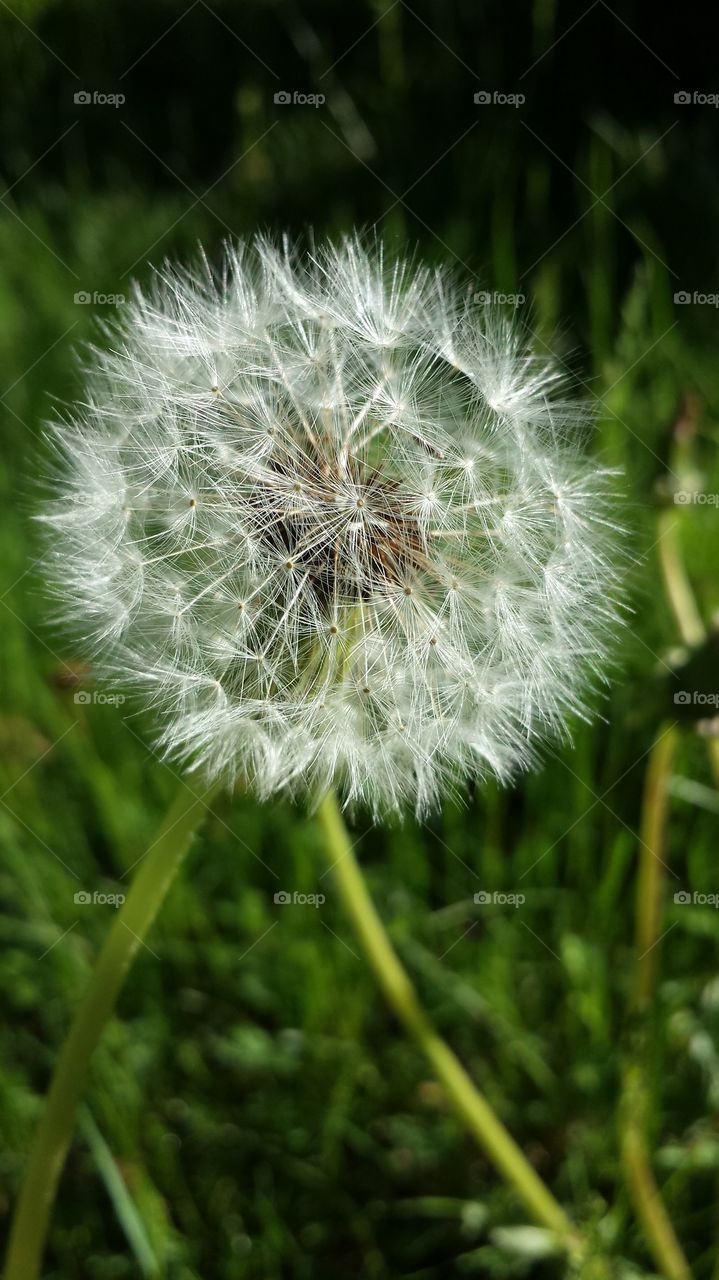 dandelion seeds