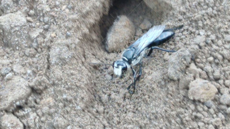 white-headed wasp