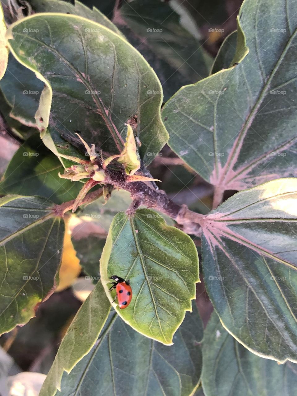 Beautiful ladybug on a green leaf of a tree.