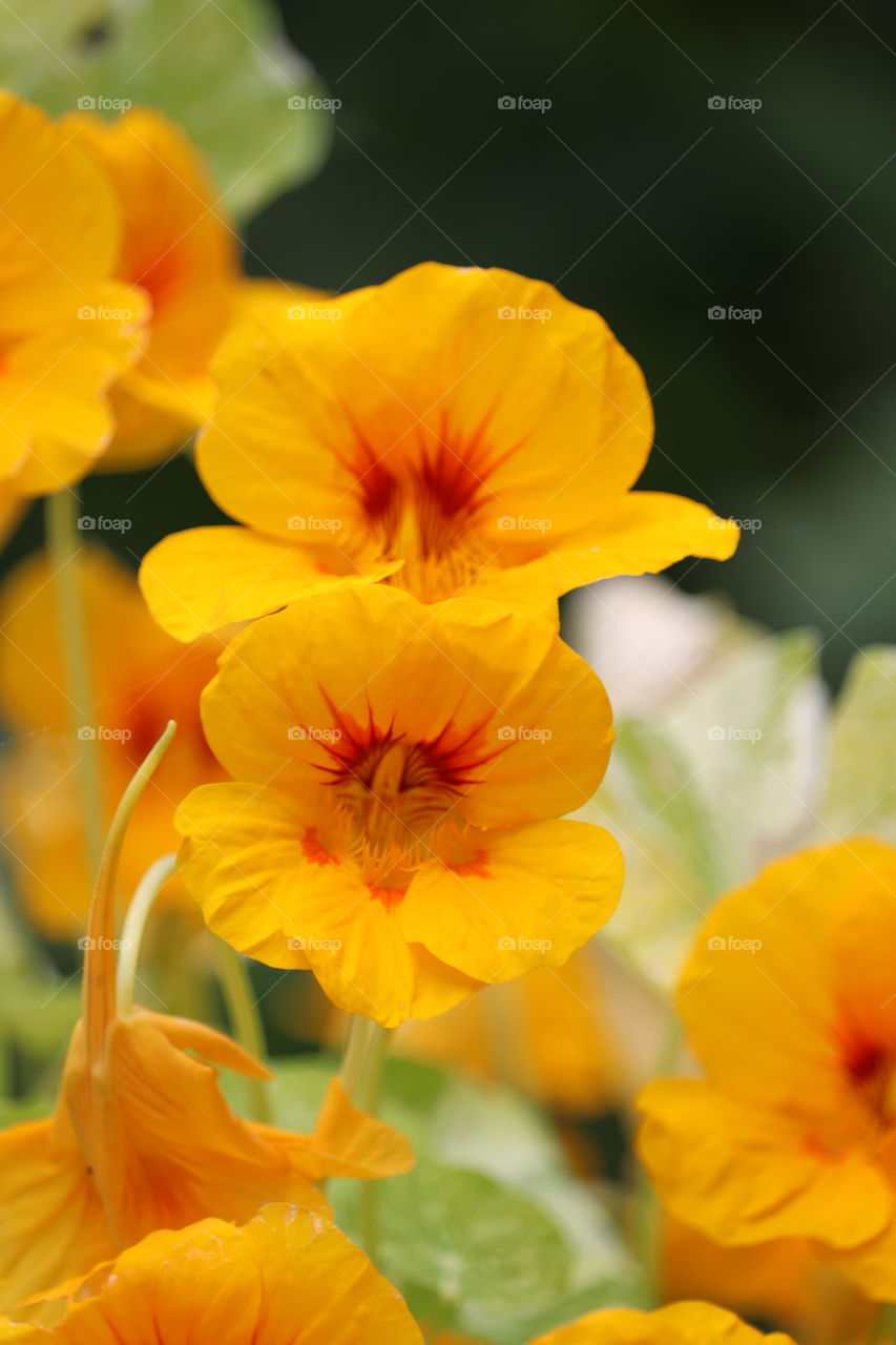 Edible nasturtium flowers orange outdoors closeup