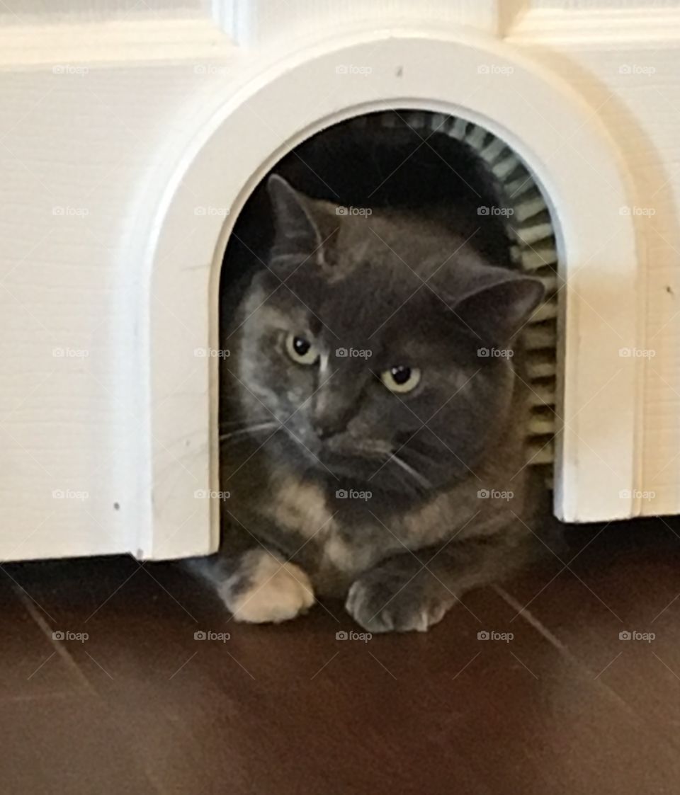 Silver Noodles, the dilute tortoiseshell house cat. 