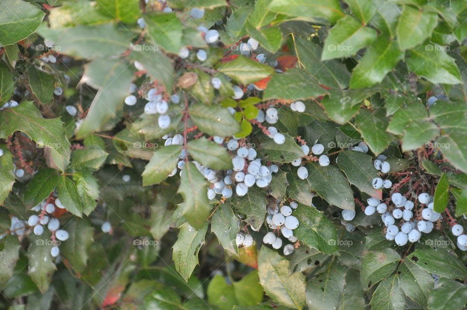 tree close-up