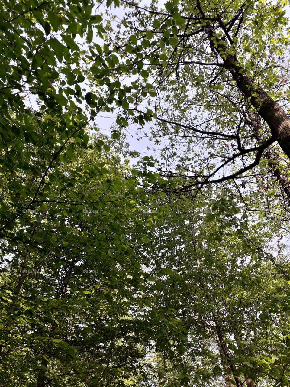 springtime in the wood