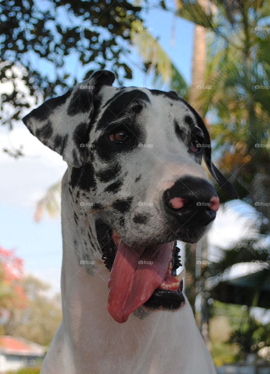 Harlequin Great Dane 