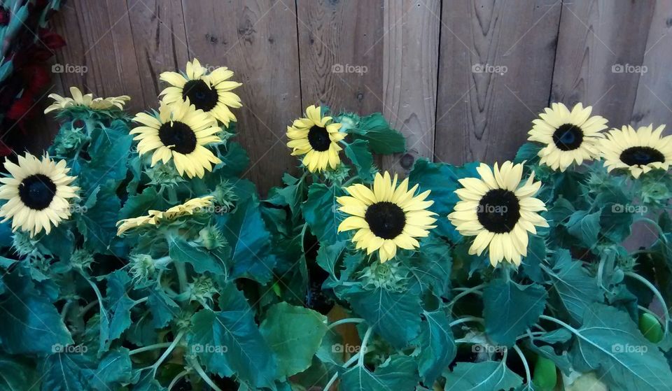 Sunflowers Against a Fence