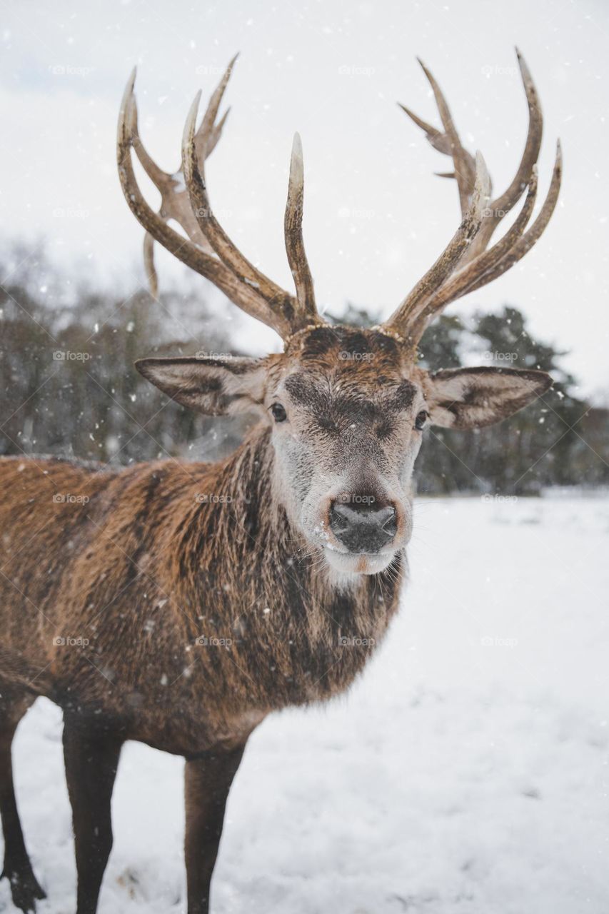 Beautiful brown deer