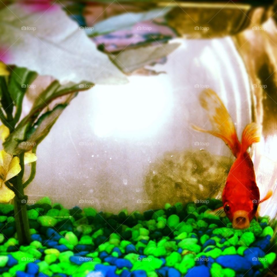 Fishbowl