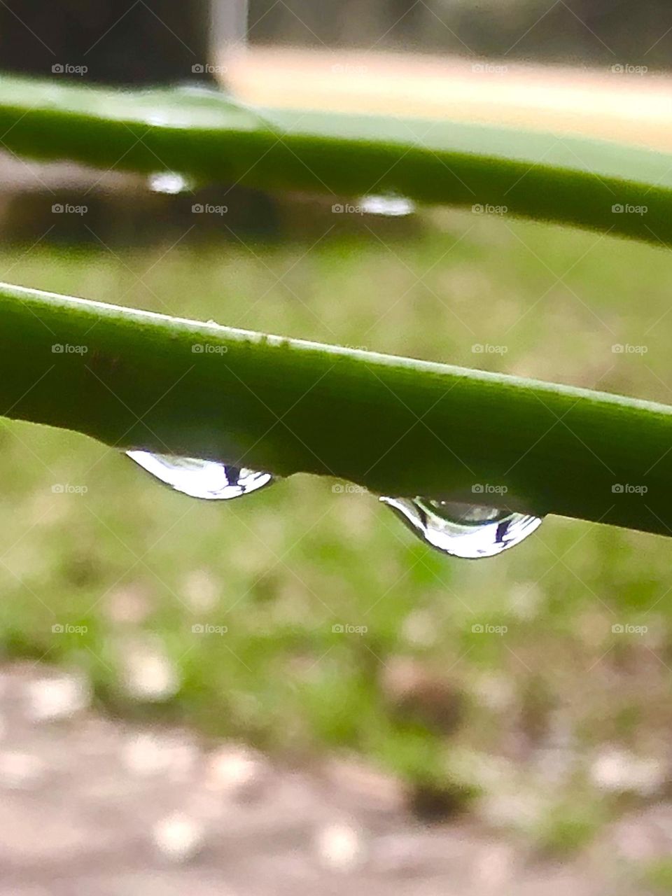 Two drops of morning dew hanging on to the stalk of my plant, ready to fall. Spring is near!!!