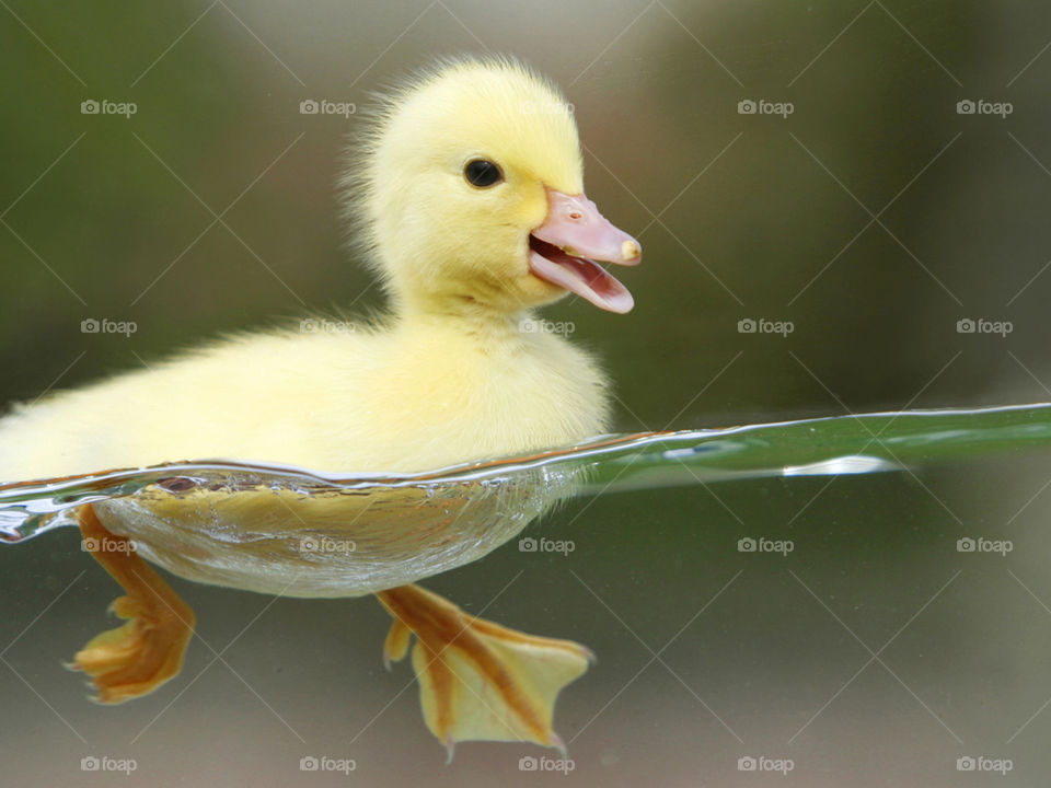 duck....