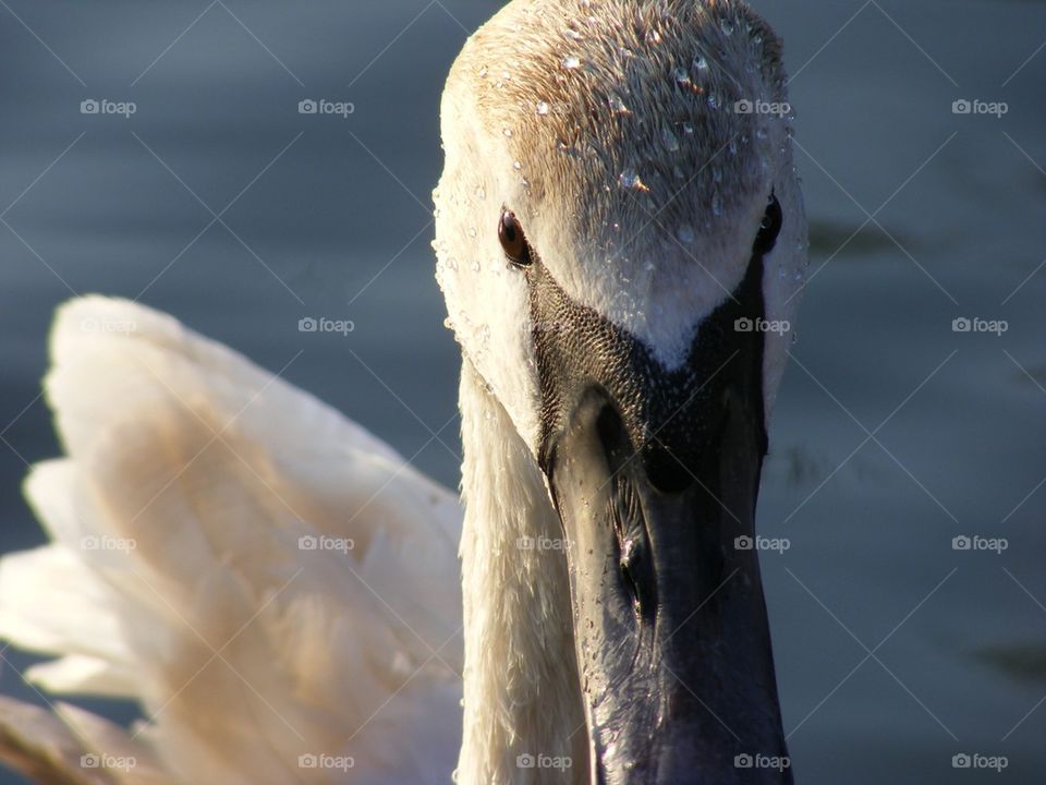 Swan drops