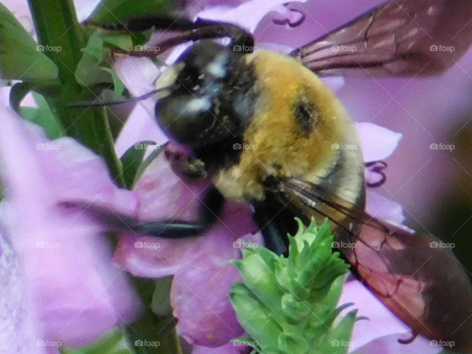 Bees the best pollinators 