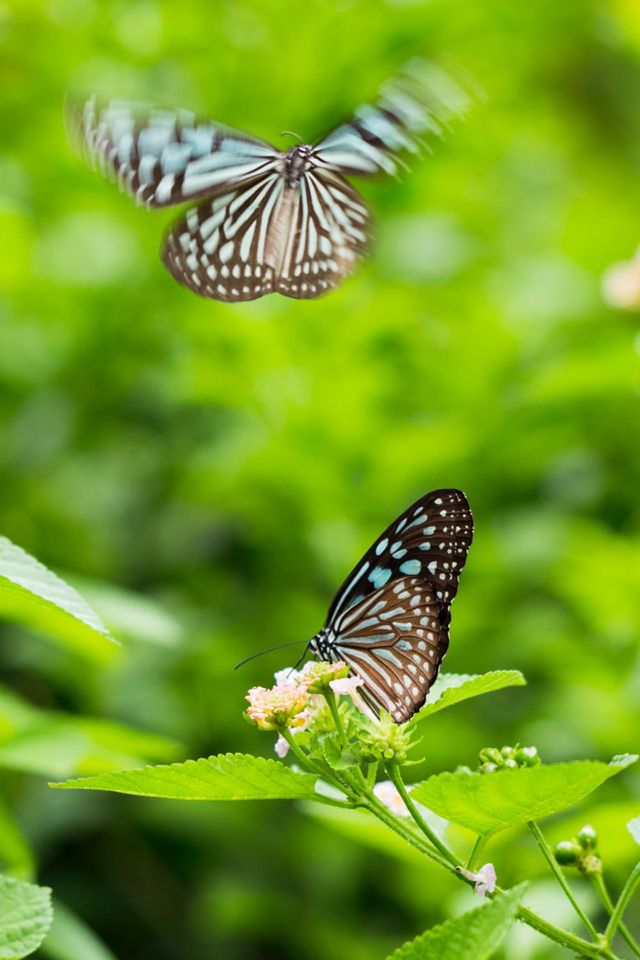 butterfly