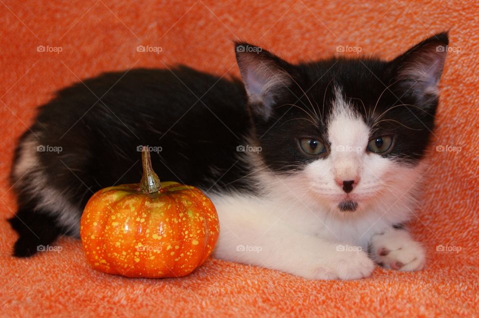 Cat sitting near pumkin