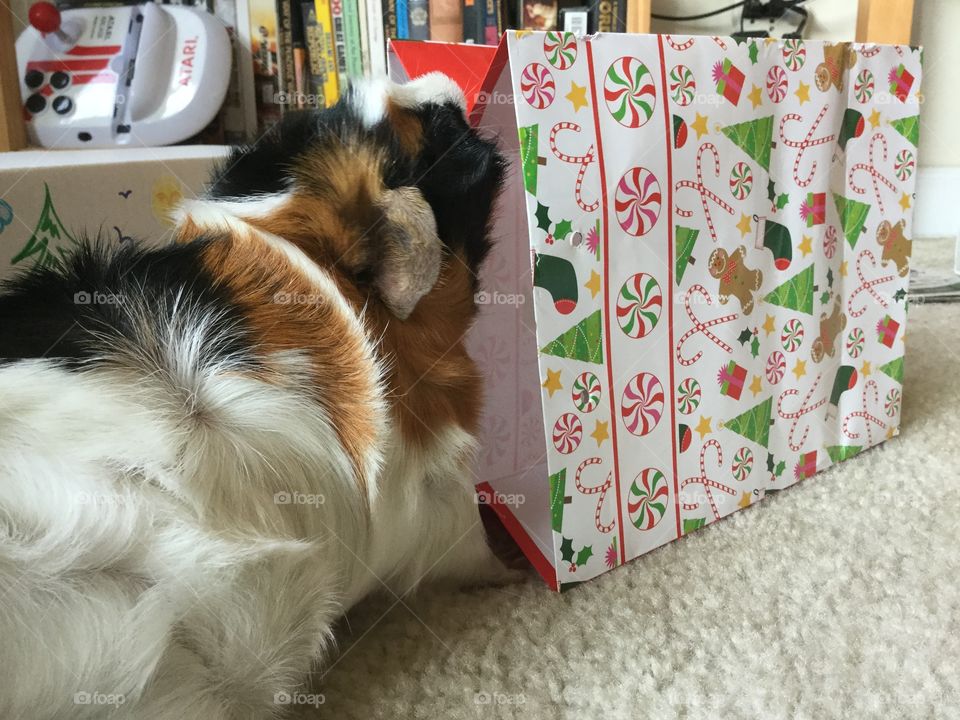 Mammal, Pet, Dog, Cute, One