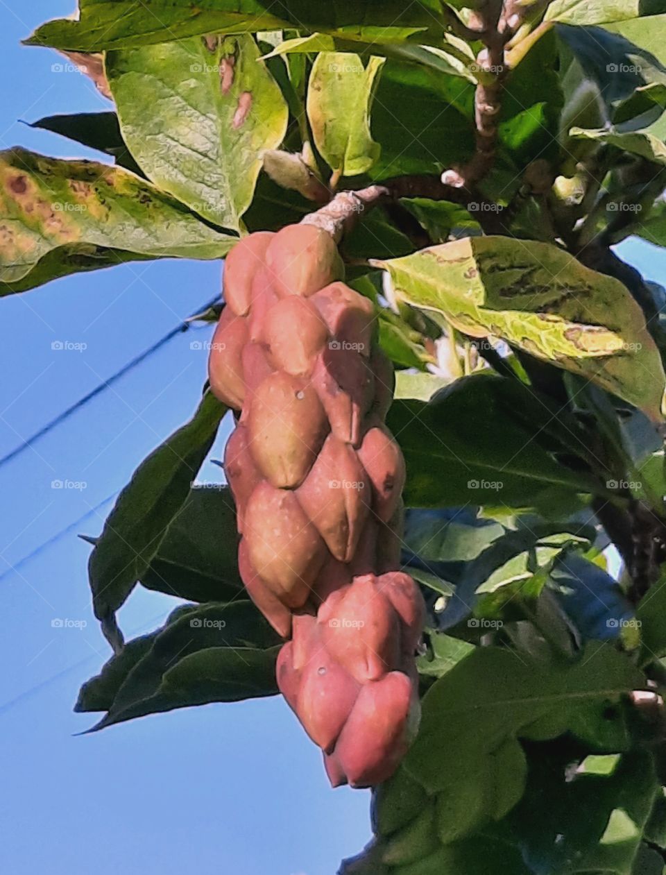 exotic looking fruits  of magnolia