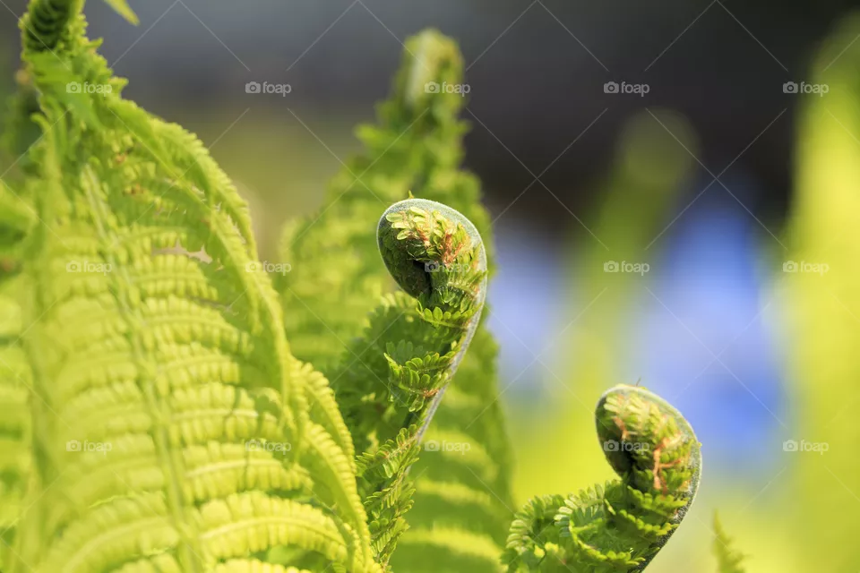 Toxic fern