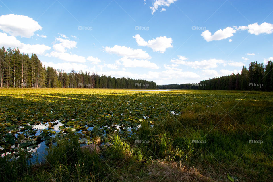 Scenic view of swan lake