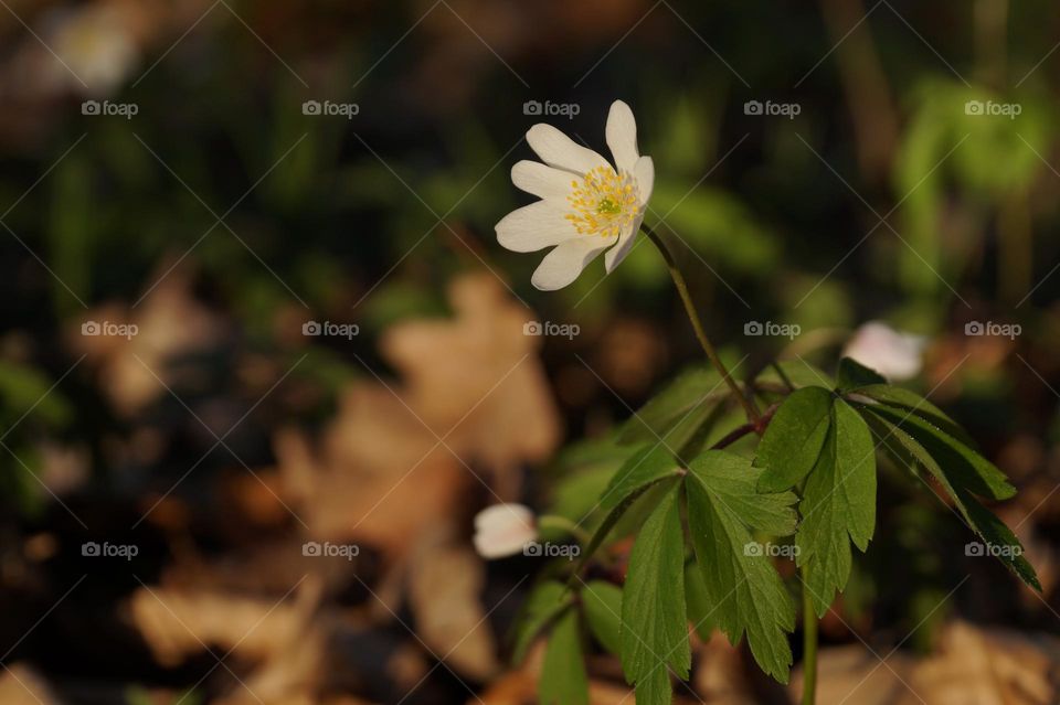 white spring flower