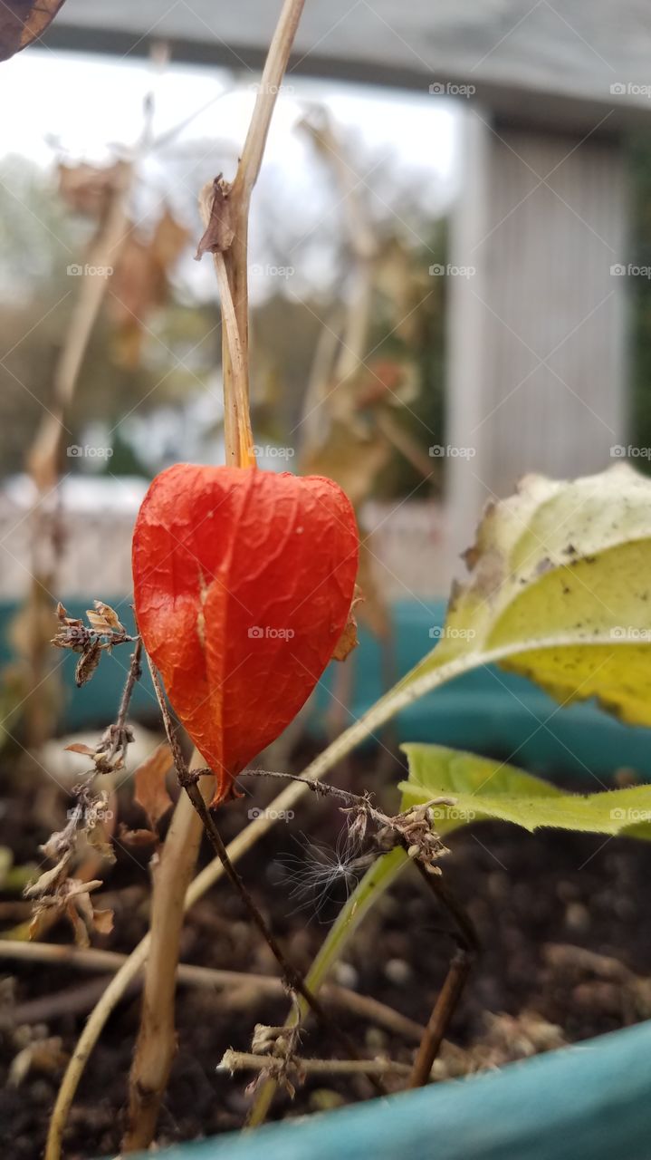 fall Chinese lantern