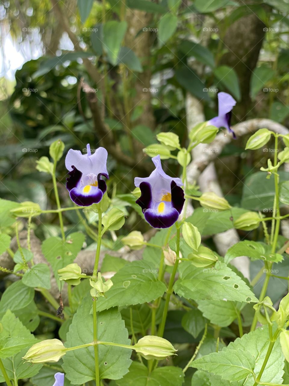 I dont remember what is this flower name🥶