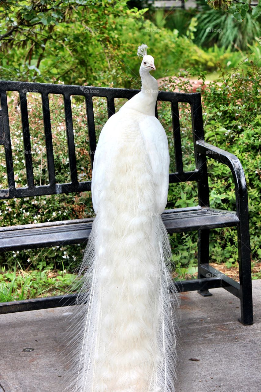 Rear view of white peacock