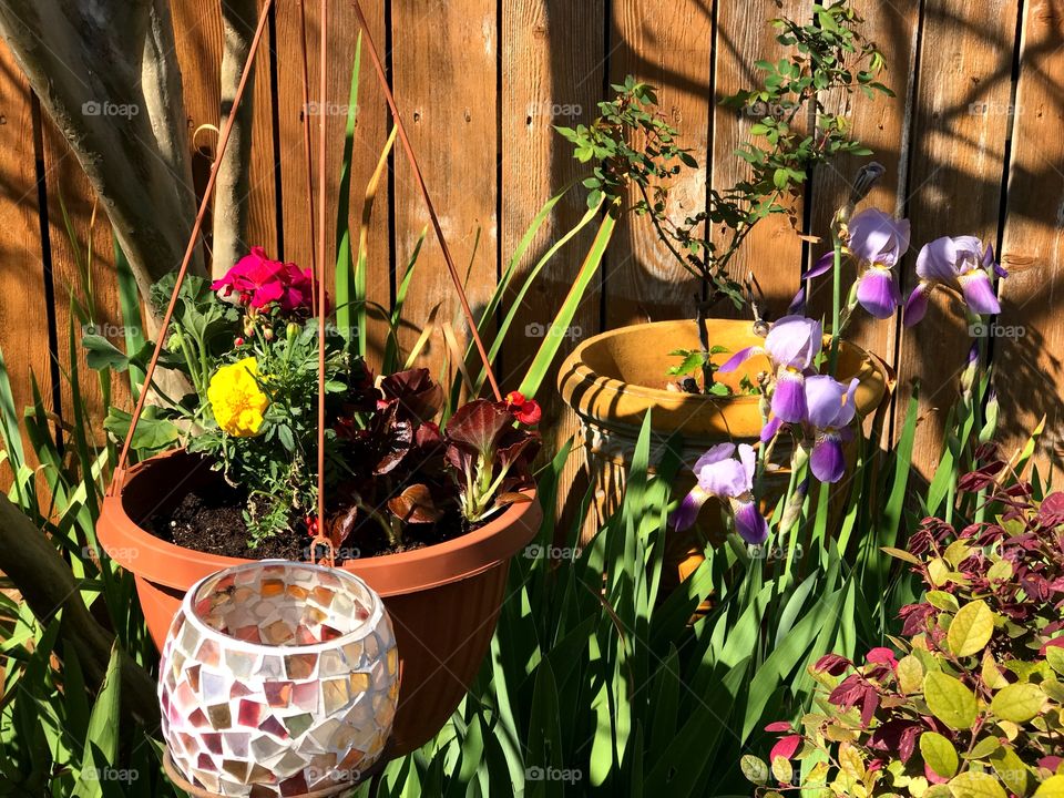 Begonias, geraniums, marigolds