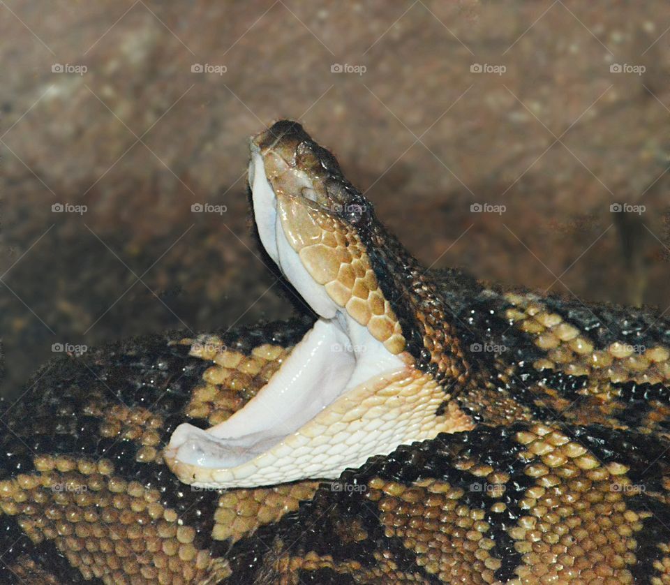 yawning snake