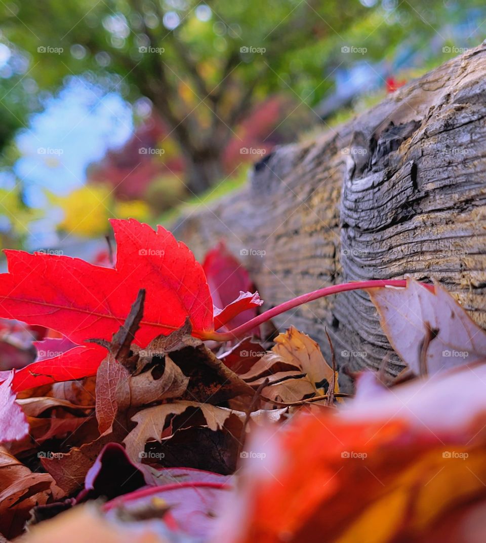 Fallen leaves in the gutter