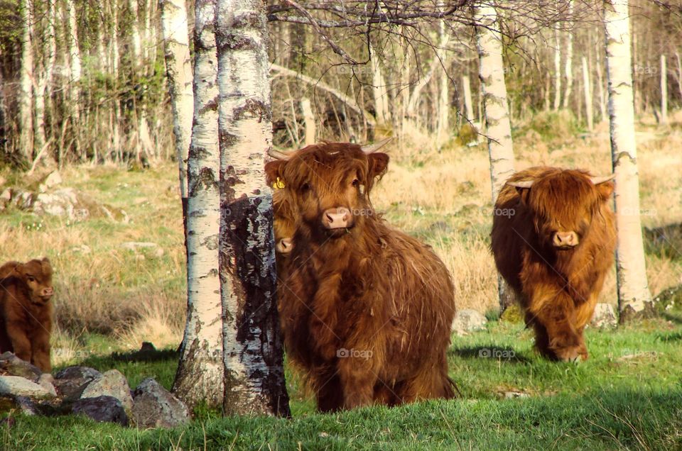 Cows. Two cows and a calf