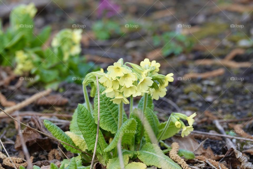 Primrose flowers - Primula vulgaris. Spring primroses yellow flowers, primula polyanthus, white primroses in meadow grass. Herbal Medicine, cough syrup, Spring flowers. Blooming primrose or primula.