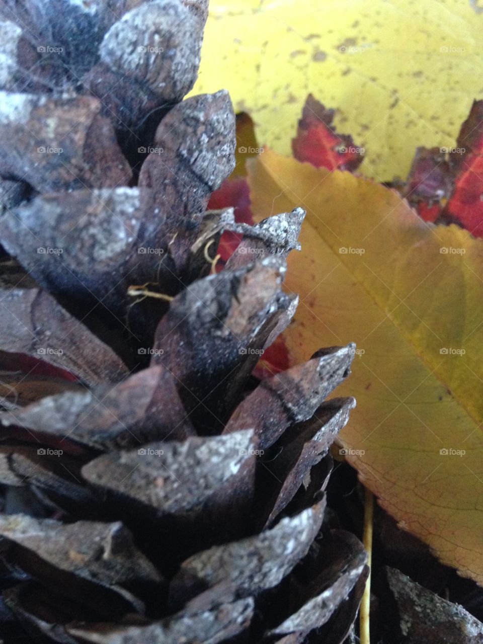 Pine cone