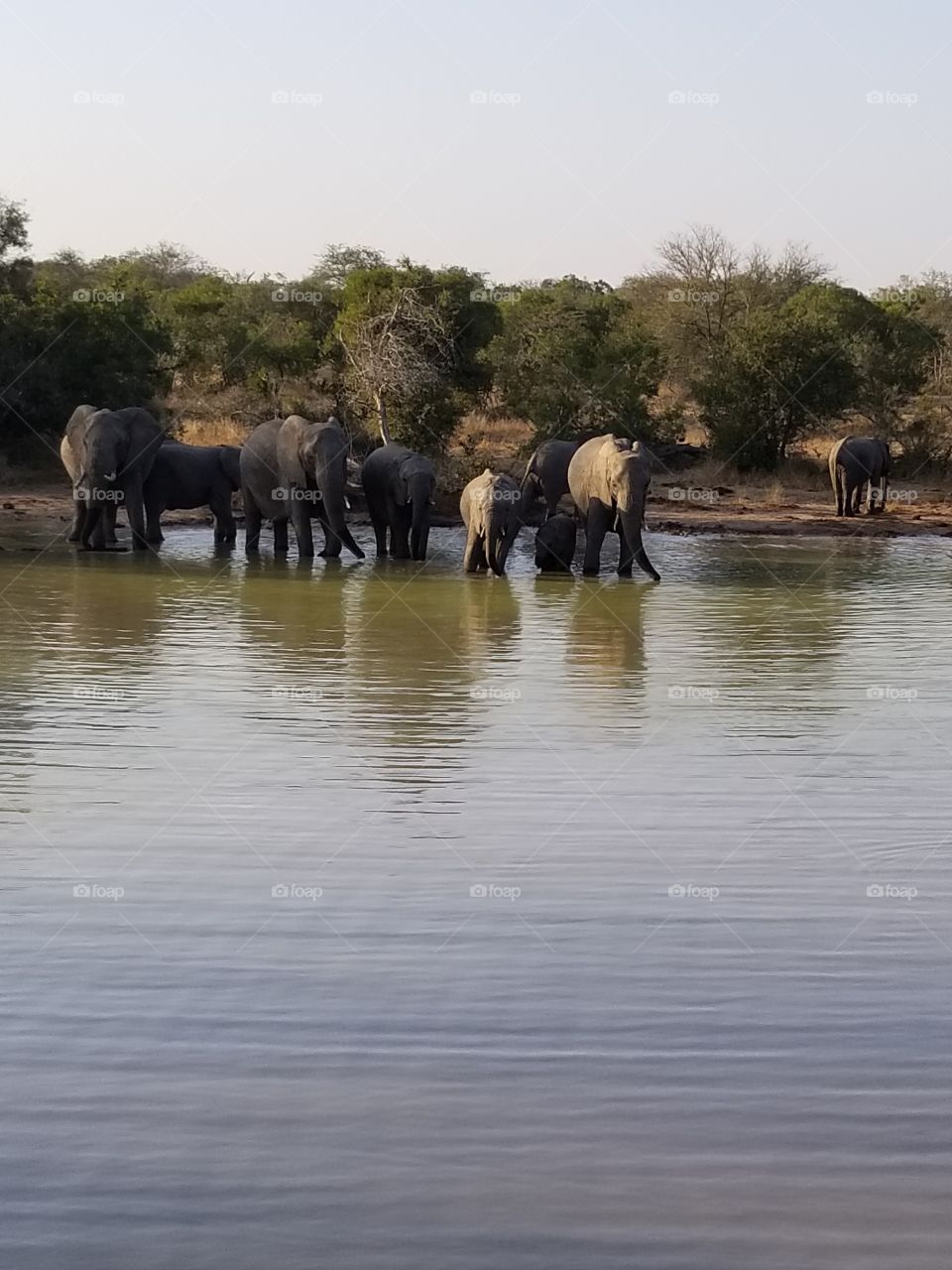 Morning safari drive elephant sighting