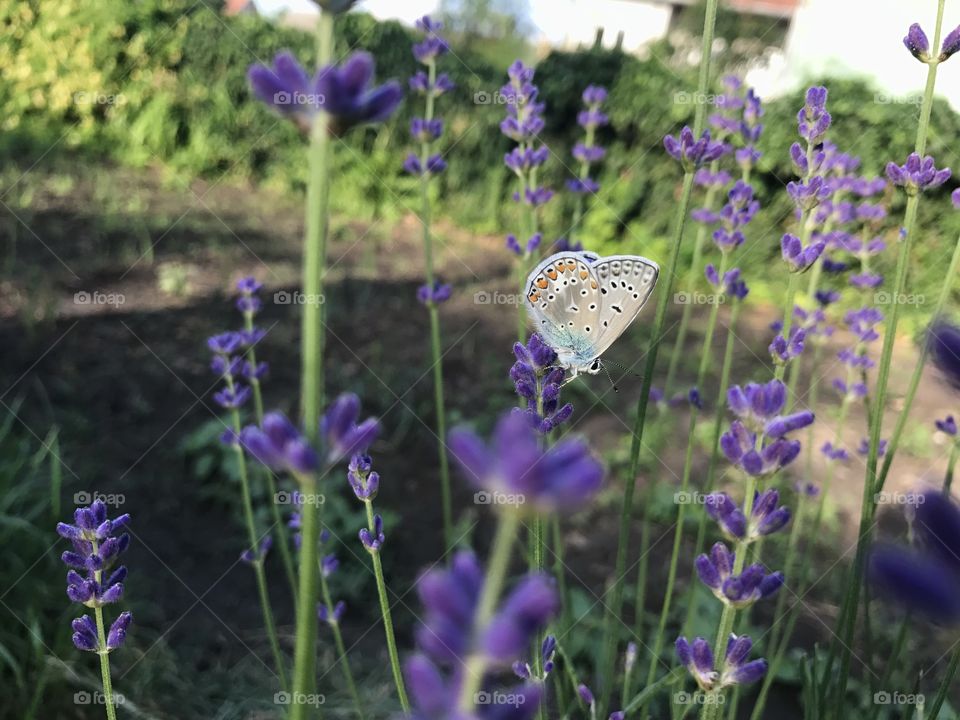 One colorful butterfly standing on a purple lavender flower.