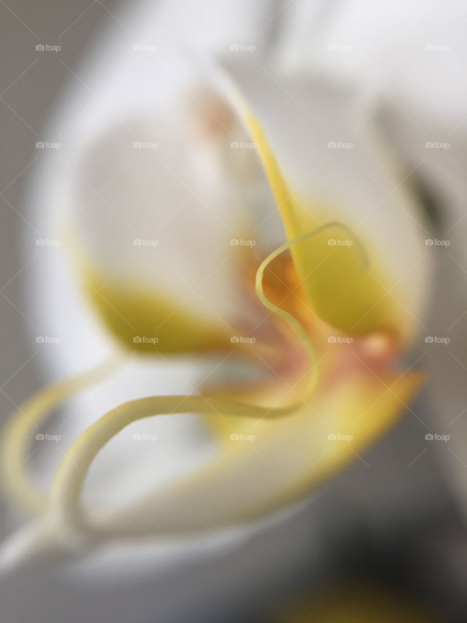 Close-up of an orchid