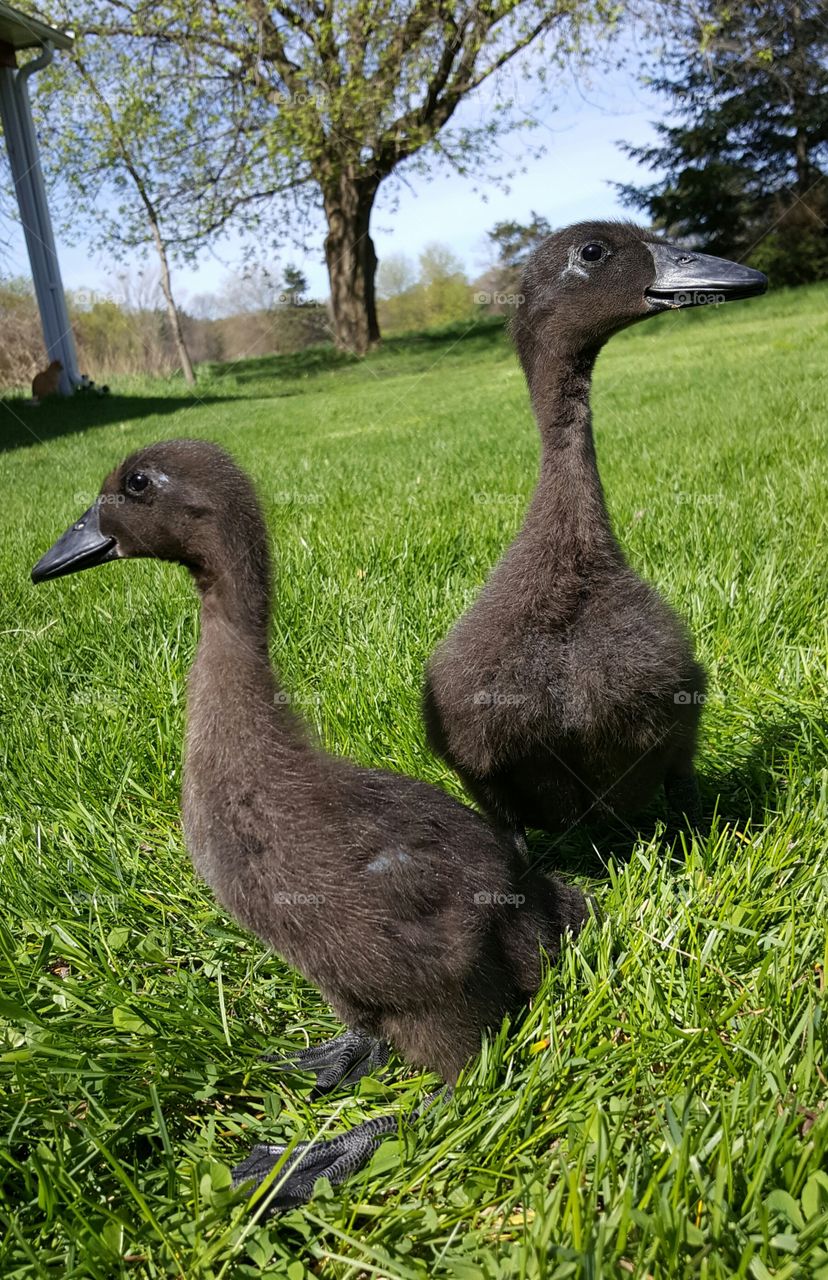 Cayuga ducklings