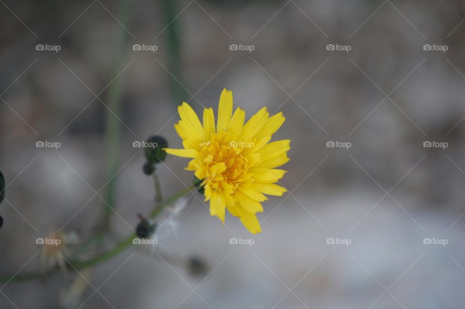 yellow flower in nature