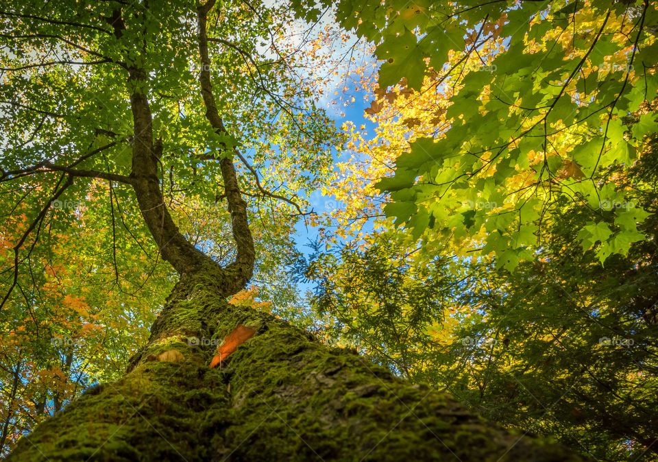Green moss on tree trunk.  Autumn sunny day.