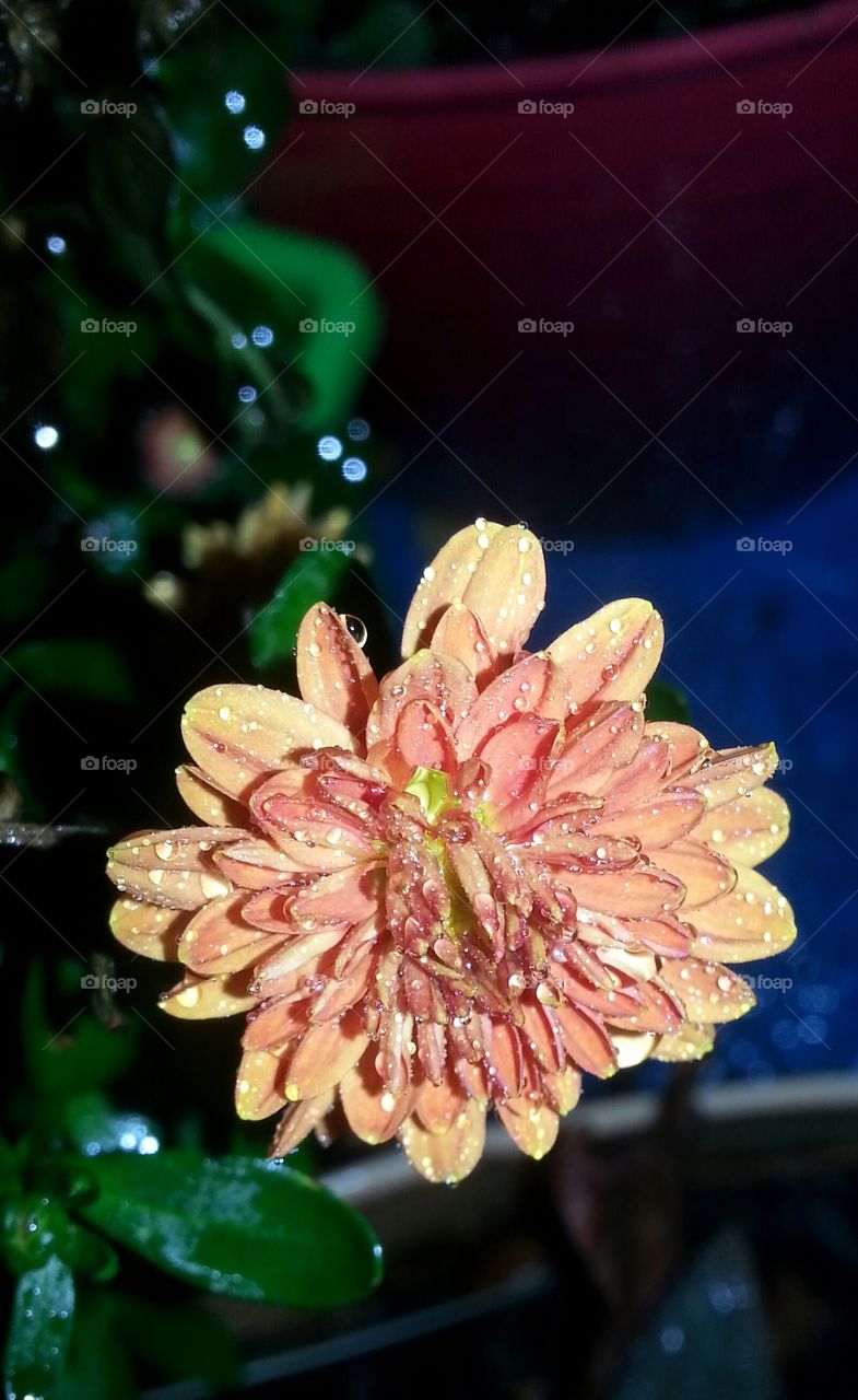 Chrysanthemum