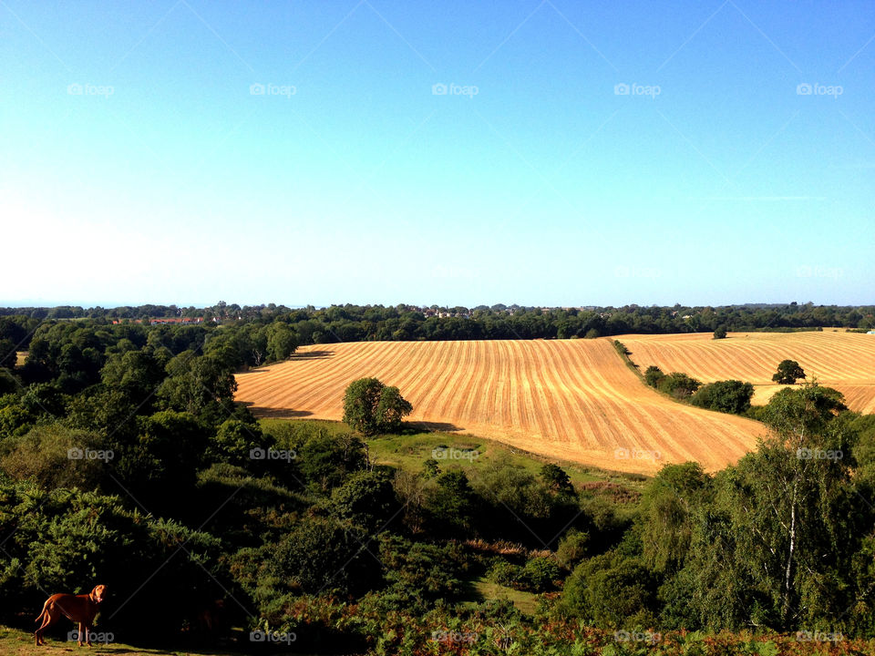 field summer united kingdom fields by dannytwotaps