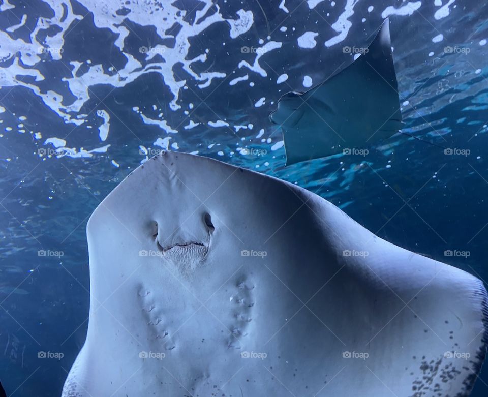 Low angle view of a string ray